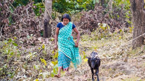 Goat Farming